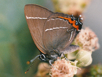 Ulmenzipfelfalter (Satyrium w-album)