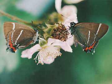 Ulmenzipfelfalter (Satyrium w-album)