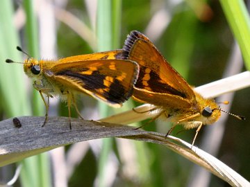 White-banded Grass Dart (Taractrocera papyria) White-banded Grass Dart (Taractrocera papyria)
