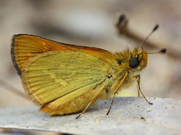 White-banded Grass Dart (Taractrocera papyria) White-banded Grass Dart (Taractrocera papyria)