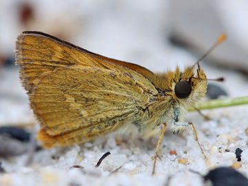 White-banded Grass Dart (Taractrocera papyria) White-banded Grass Dart (Taractrocera papyria)