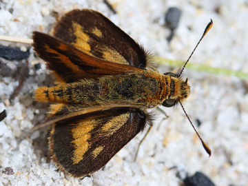 White-banded Grass Dart (Taractrocera papyria) White-banded Grass Dart (Taractrocera papyria)