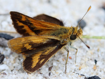 White-banded Grass Dart