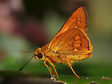 Narrow-brand Darter