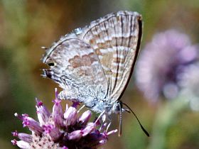 Wattle Blue