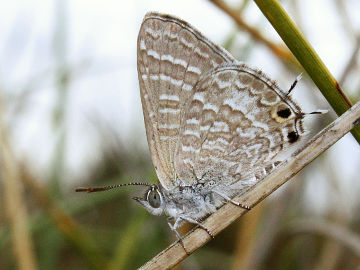 Wattle Blue