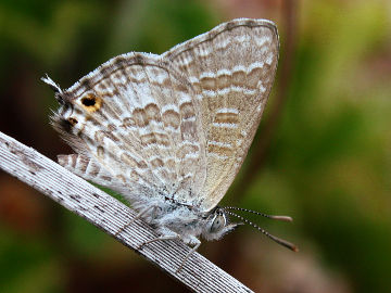 Wattle Blue