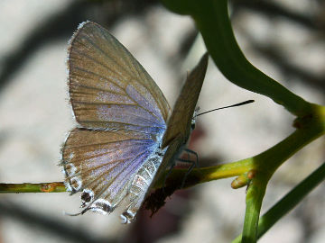 Wattle Blue