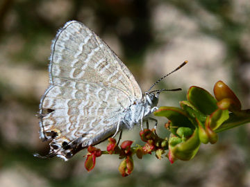 Wattle Blue