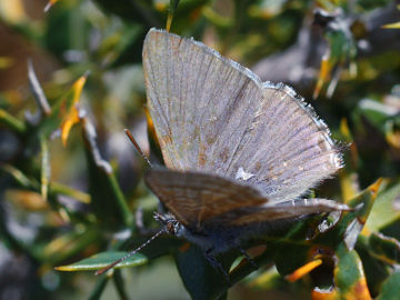 Wattle Blue