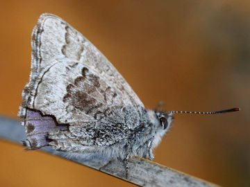 Wattle Blue