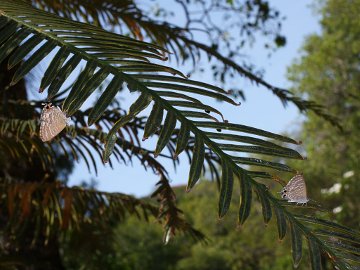 Cycad Blue