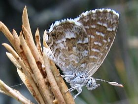 Saltbush Blue