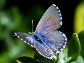 Saltbush Blue