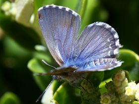 Saltbush Blue