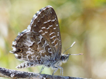 Saltbush Blue