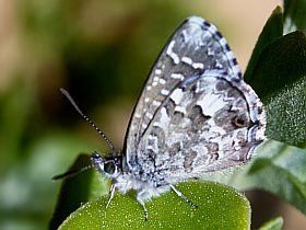 Saltbush Blue