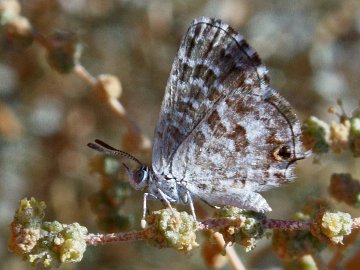 Saltbush Blue