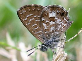 Samphire Blue