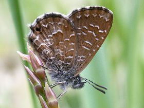 Samphire Blue