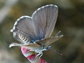 Samphire Blue