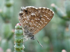 Samphire Blue