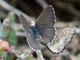 Samphire Blue