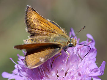 Thymelicus acteon