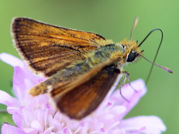 Mattscheckiger Braun-Dickkopffalter (Thymelicus acteon) Mattscheckiger Braun-Dickkopffalter (Thymelicus acteon)