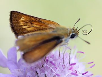 Mattscheckiger Braun-Dickkopffalter (Thymelicus acteon) Mattscheckiger Braun-Dickkopffalter (Thymelicus acteon)