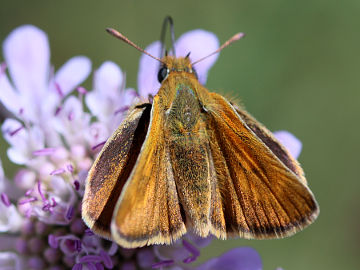 Mattscheckiger Braun-Dickkopffalter (Thymelicus acteon) Mattscheckiger Braun-Dickkopffalter (Thymelicus acteon)