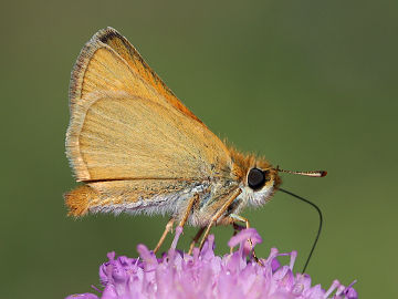 Mattscheckiger Braun-Dickkopffalter (Thymelicus acteon) Mattscheckiger Braun-Dickkopffalter (Thymelicus acteon)