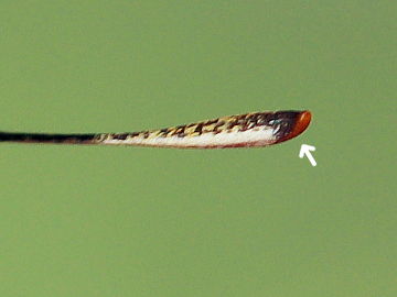 Mattscheckiger Braun-Dickkopffalter (Thymelicus acteon) Mattscheckiger Braun-Dickkopffalter (Thymelicus acteon)