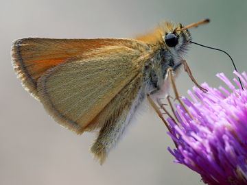 Thymelicus lineola