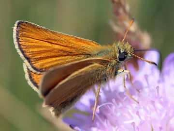 Schwarzkolbiger Braun-Dickkopffalter (Thymelicus lineola) Schwarzkolbiger Braun-Dickkopffalter (Thymelicus lineola)