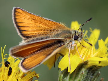 Schwarzkolbiger Braun-Dickkopffalter (Thymelicus lineola) Schwarzkolbiger Braun-Dickkopffalter (Thymelicus lineola)