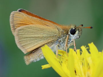 Schwarzkolbiger Braun-Dickkopffalter (Thymelicus lineola) Schwarzkolbiger Braun-Dickkopffalter (Thymelicus lineola)