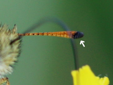Schwarzkolbiger Braun-Dickkopffalter (Thymelicus lineola) Schwarzkolbiger Braun-Dickkopffalter (Thymelicus lineola)