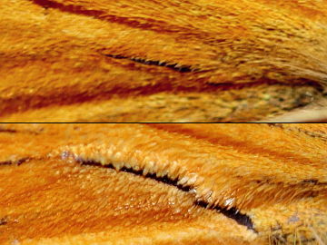 Schwarzkolbiger Braun-Dickkopffalter (Thymelicus lineola) Schwarzkolbiger Braun-Dickkopffalter (Thymelicus lineola)