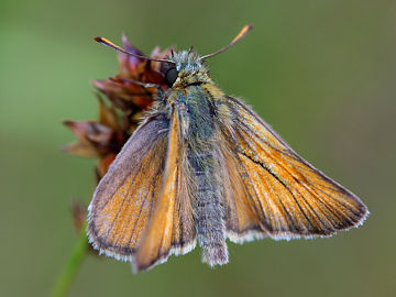 Thymelicus sylvestris
