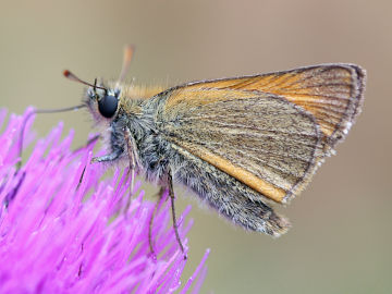 Braunkolbiger Braun-Dickkopffalter (Thymelicus sylvestris) Braunkolbiger Braun-Dickkopffalter (Thymelicus sylvestris)