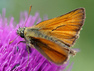 Braunkolbiger Braun-Dickkopffalter (Thymelicus sylvestris) Braunkolbiger Braun-Dickkopffalter (Thymelicus sylvestris)