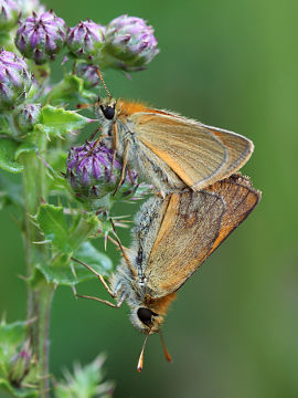Braunkolbiger Braun-Dickkopffalter (Thymelicus sylvestris) Braunkolbiger Braun-Dickkopffalter (Thymelicus sylvestris)