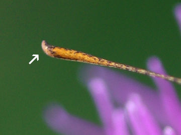 Braunkolbiger Braun-Dickkopffalter (Thymelicus sylvestris Braunkolbiger Braun-Dickkopffalter (Thymelicus sylvestris