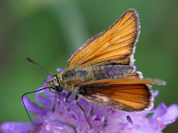 Braunkolbiger Braun-Dickkopffalter (Thymelicus sylvestris) Braunkolbiger Braun-Dickkopffalter (Thymelicus sylvestris)