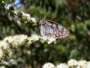 Blue Tiger