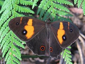 Varied Sword-grass Brown