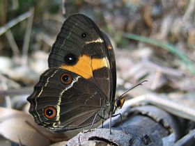 Varied Sword-grass Brown