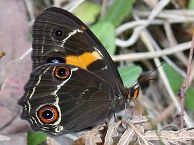 Varied Sword-grass Brown