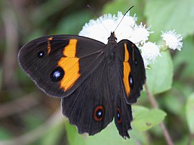 Varied Sword-grass Brown